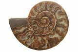 Cut & Polished, Agatized Ammonite Fossil - Madagascar #208598-2